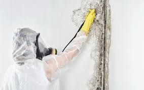 Best Mold Odor Removal Services  in Mclean, TX